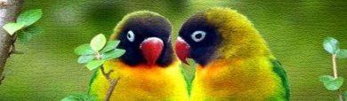 beautiful-colorful-craquelure-bird-website-header