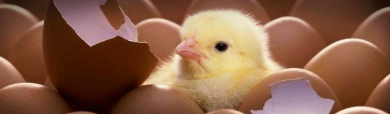 cute-easter-chick-header