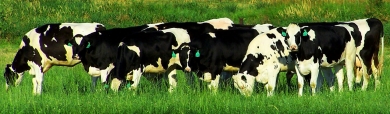 dutch-friesian-cattle-on-pasture-web-header