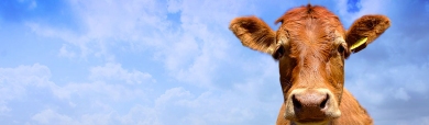 sky-and-red-young-cow-website-header