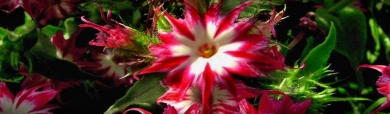 beautiful-red-white-cactus-flowers-website-header