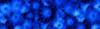 flowers-dark-blue-bg-header