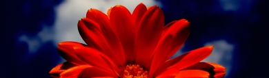 red-flower-close-up-website-header