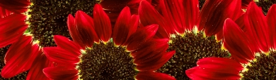 red-sunflowers-website-header