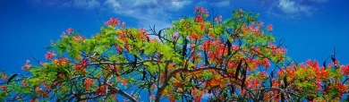 awesome-flowering-tree-website-header