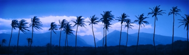 palms-at-dusk-blogger-header