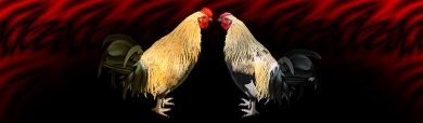 talking-hens-funny-header