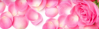 pink-rose-and-petals-water-dew-drops-girly-header