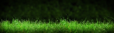 Fine Grass Background Header