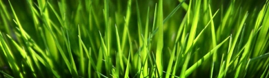Fresh Grass Background Header