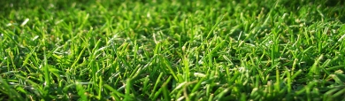 Wonderful Grass Background Header
