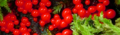 red-kingdom-fungi-plant-website-header