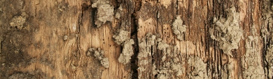 old-wood-tree-texture-header