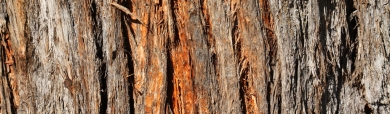 tree-wood-wonderful-fibers-header